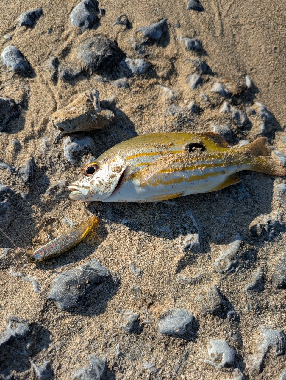 ヤマトビー