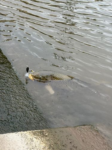 コイの釣果