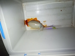 シリヤケイカの釣果