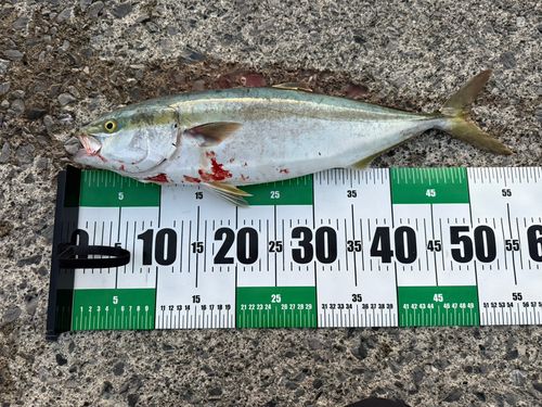 フクラギの釣果