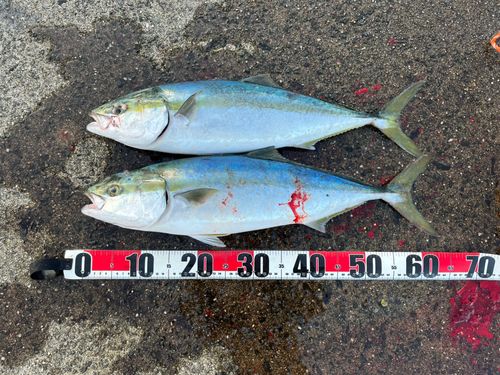 フクラギの釣果