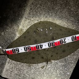 ツバクロエイ