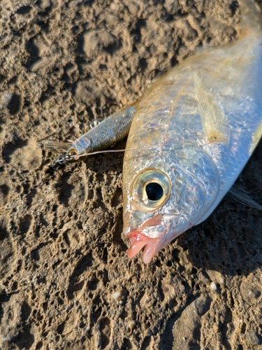 クロサギの釣果