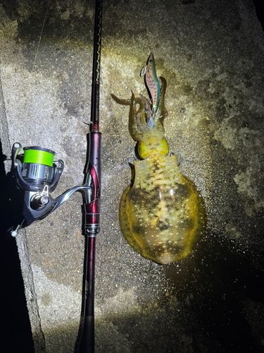 アオリイカの釣果