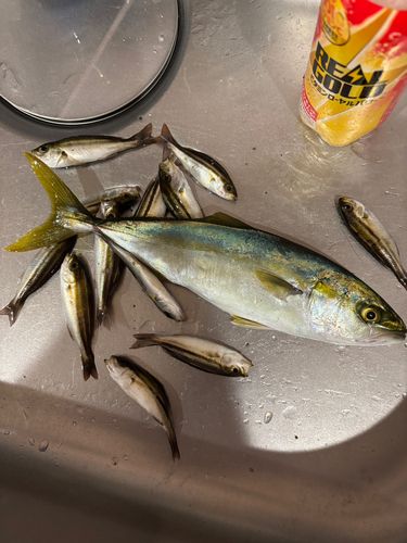 ツバスの釣果