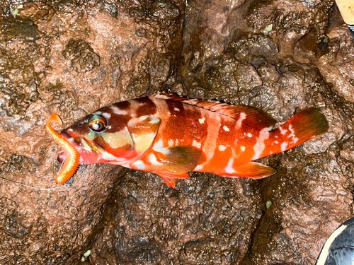 アカハタの釣果