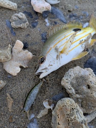 ヤマトビーの釣果