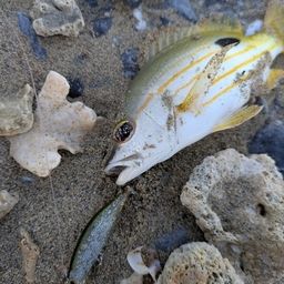 ヤマトビー