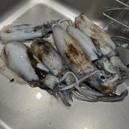 アオリイカ