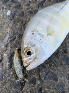 メッキの釣果