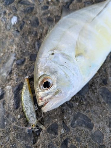 メッキの釣果