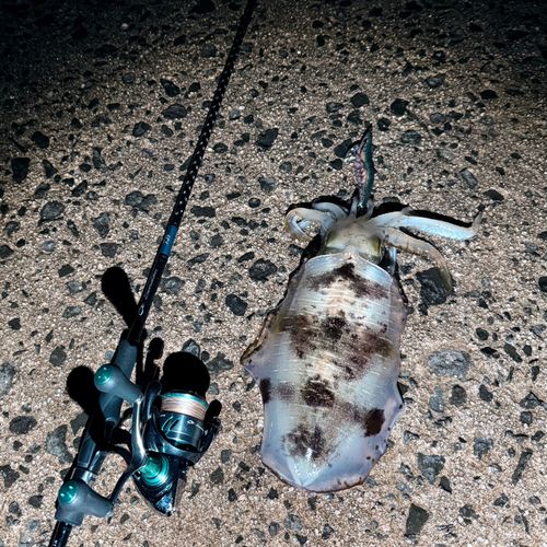 アオリイカの釣果