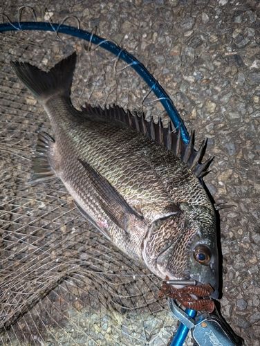 クロダイの釣果