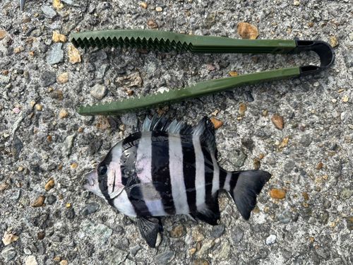 サンバソウの釣果