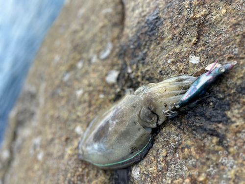 コウイカの釣果