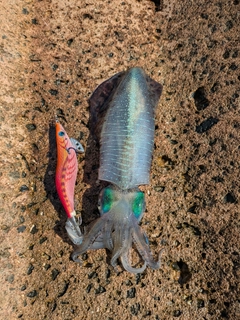 アオリイカの釣果