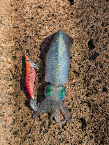 アオリイカの釣果