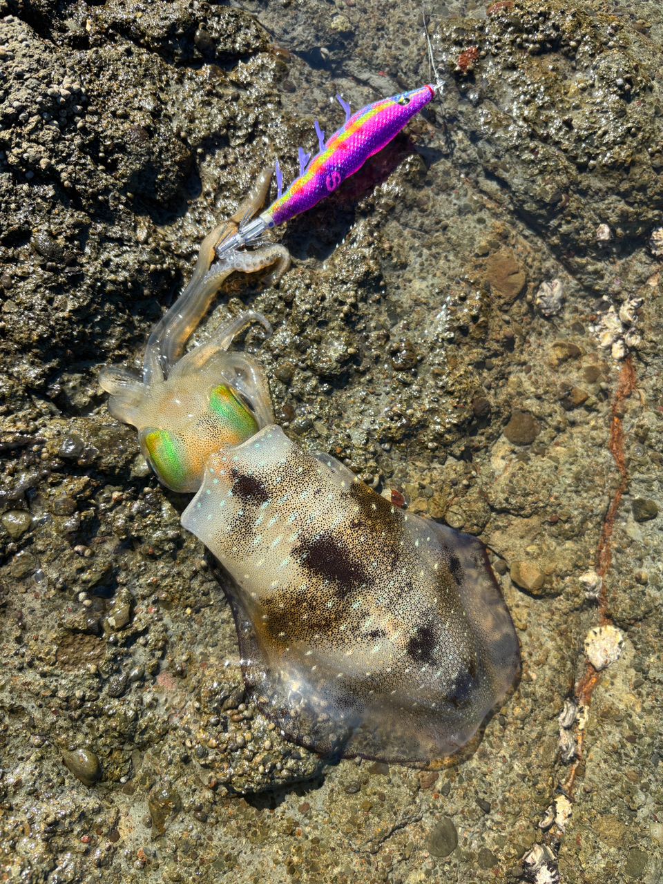 DAIWA 20エメラルダス AIR AGS 83MLの最安値・インプレ・釣果