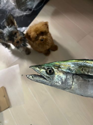 大阪湾