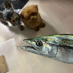 サゴシ