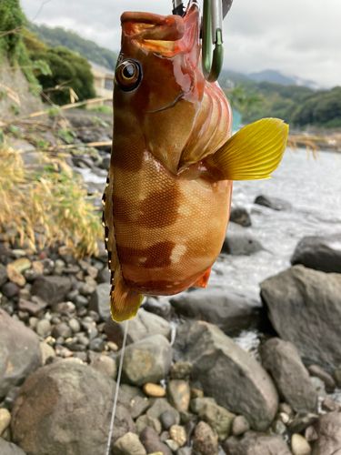 アカハタの釣果