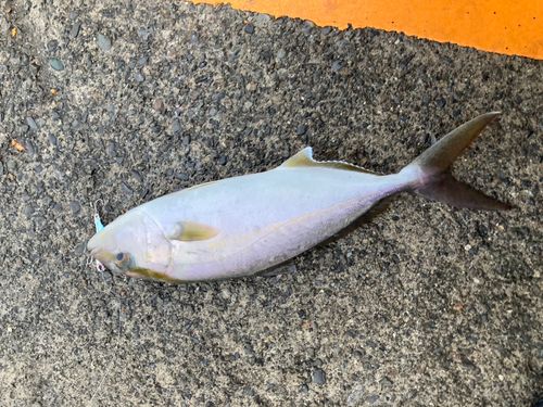 ショゴの釣果