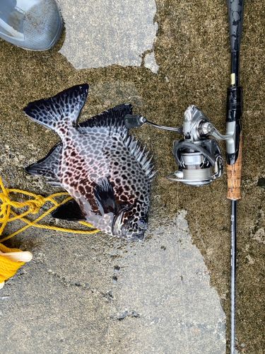 メジナの釣果