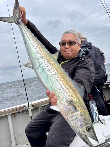 サワラの釣果