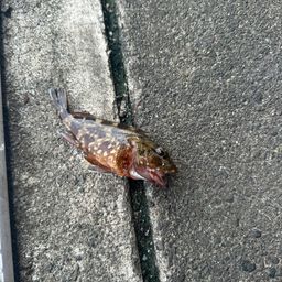 カサゴ