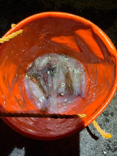 ヒイカの釣果