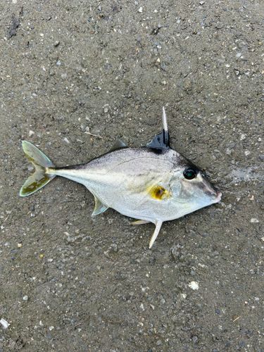 ギマの釣果