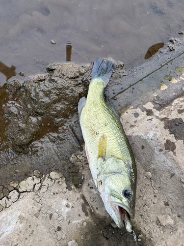 ラージマウスバス