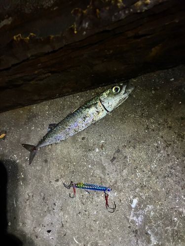 サバの釣果