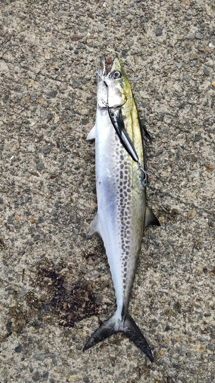 23 ディアルーナ S96MH 23ディアルーナS96ML | イシグロ公式オンラインショップ