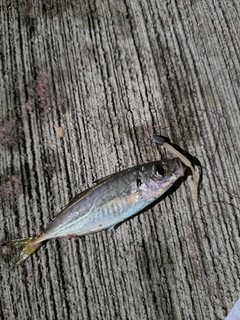 マアジの釣果