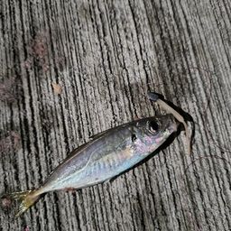 マアジ
