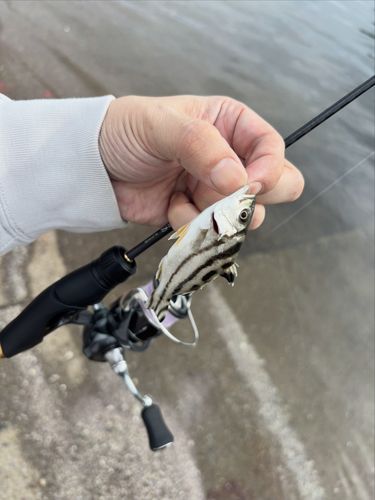 コトヒキの釣果