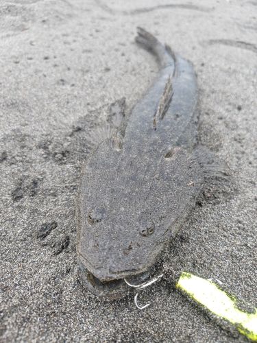 マゴチの釣果