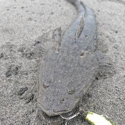 マゴチ