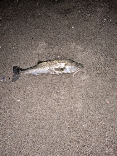 セッパ（マルスズキ）の釣果