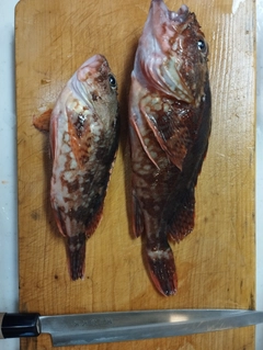 カサゴの釣果