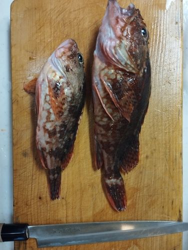 カサゴの釣果