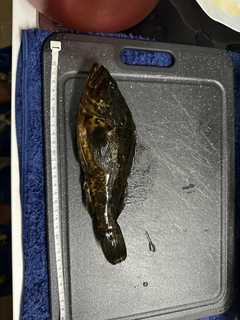 タケノコメバルの釣果