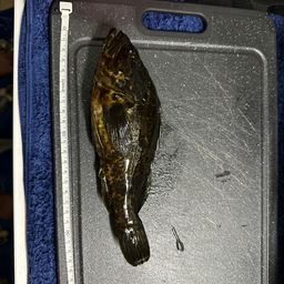 タケノコメバル