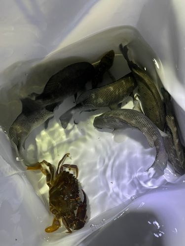 若洲海浜公園海釣り施設