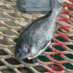 クチブトグレ