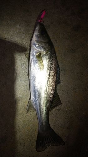 セイゴ（マルスズキ）の釣果