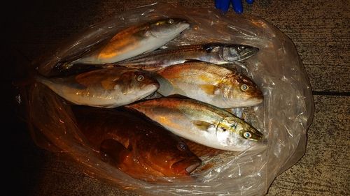 キジハタの釣果