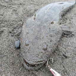 マゴチ