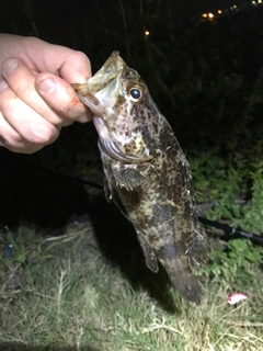 タケノコメバルの釣果